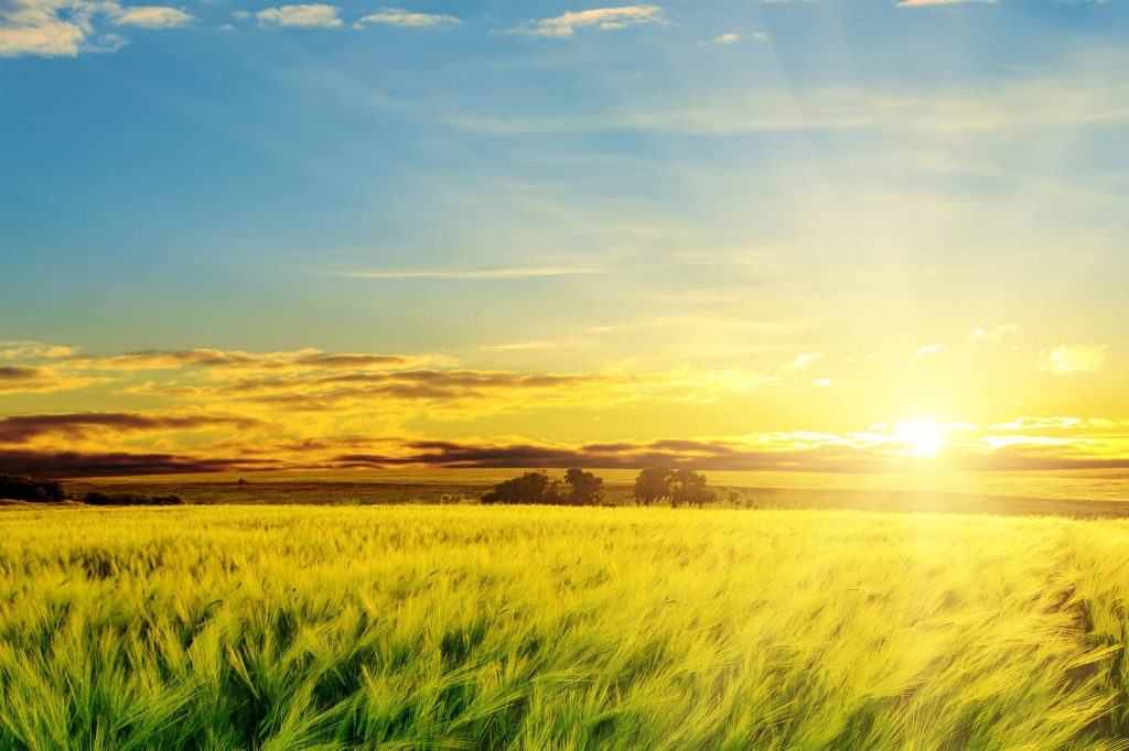 결연시 옥콘 옥수수콘텐츠