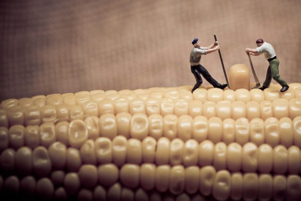 결연시 옥콘 옥수수콘텐츠